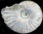 Silver Iridescent Ammonite - Madagascar #29868-1